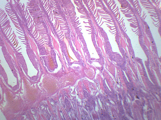Gills of Freshwater Fish - Prepared Microscope Slide - 75x25mm