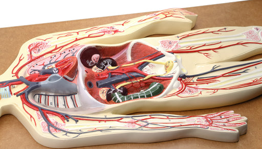Human Circulatory System Model - Hand Painted, Numbered Details with Key Card