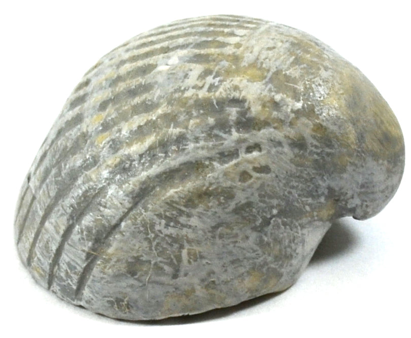 3cm Paleozoic Bivalve Fossil Replica
