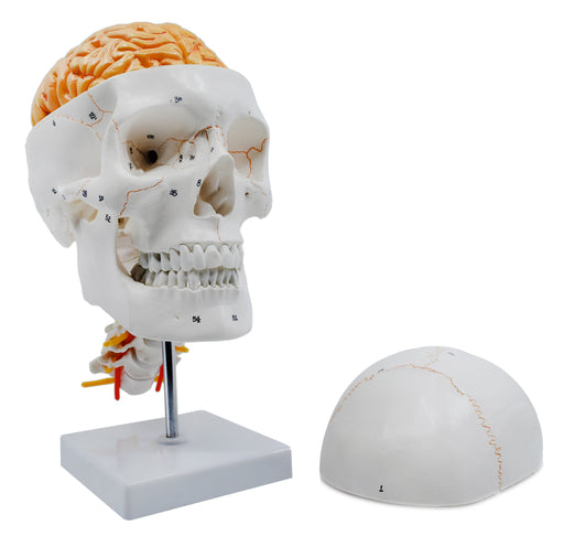Numbered Skull Model, 3D Brain, Cervical Vertebrae - Natural Size