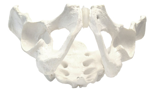 Male Pelvis Model, Human - Life Size, 3D Rendering