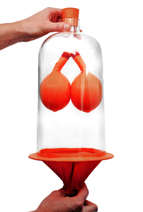 Lung Function Demonstration Model, 13 Inch - Rubber & Plastic - Shows Lung & Diaphragm Air Flow & Muscle Function - Eisco Labs
