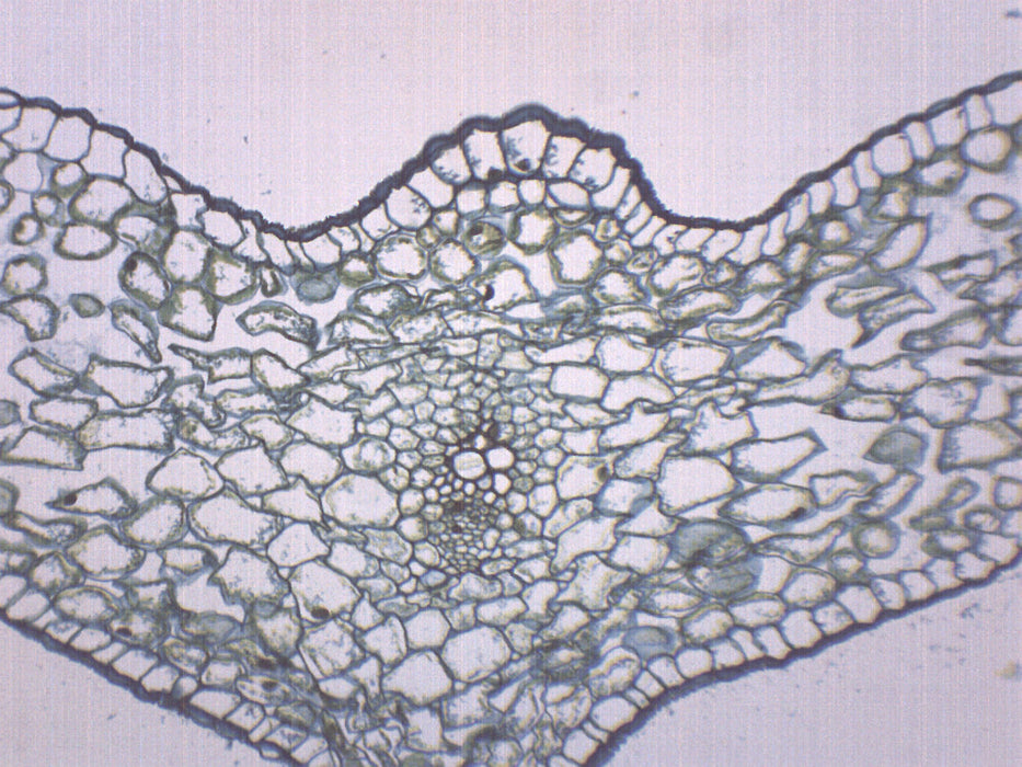 Lilium Leaf - Prepared Microscope Slide - 75x25mm