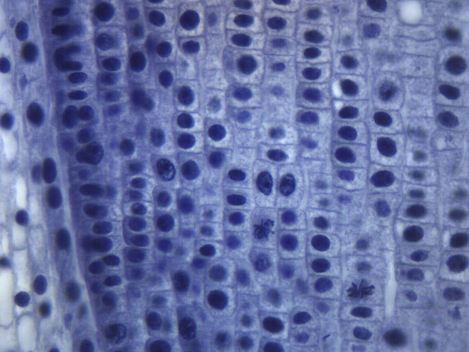 Allium Root Tip - Longitudinal Section - Prepared Microscope Slide - 75x25mm