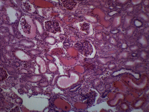 Frog Kidney Section - Prepared Microscope Slide - 75x25mm