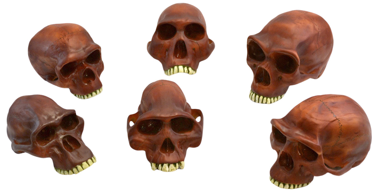 Prehistoric Skull Replicas, Set of 6 — Eisco Labs