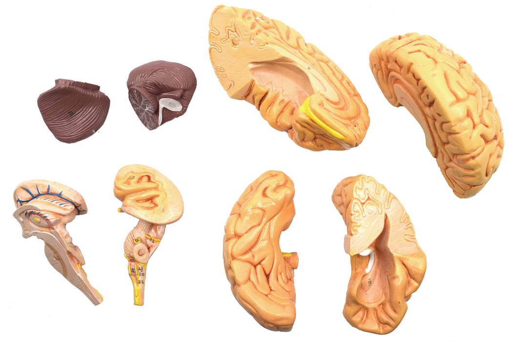 Numbered Skull Model, 3D Brain, Cervical Vertebrae - Natural Size