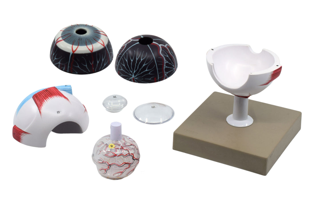 Human Eye Model - 3X Enlarged - 7 Parts