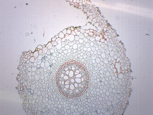 Lilium Root - Prepared Microscope Slide - 75x25mm