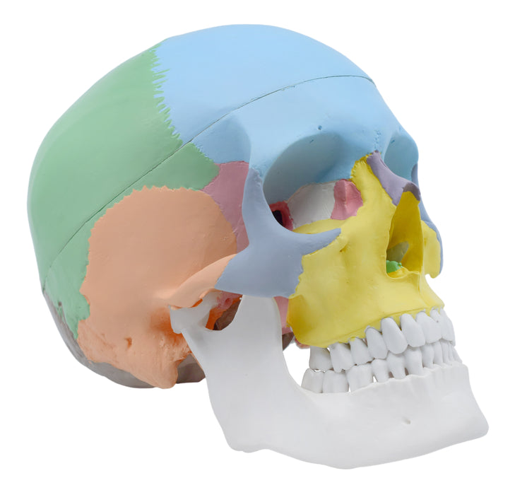 Didactic Human Adult Skull Anatomical Model, 3 Part - Color Coded