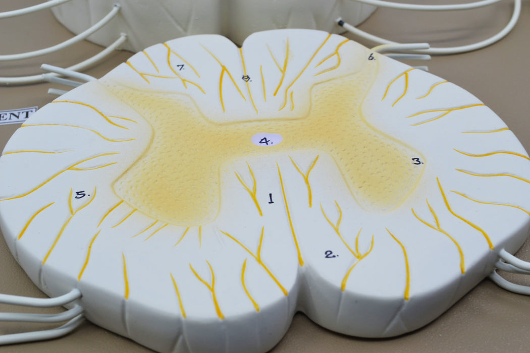 Spinal Cord Model, 17 Inch - Mounted - 10x Enlarged - Includes Nerve Branches - With English Key Card - Eisco Labs