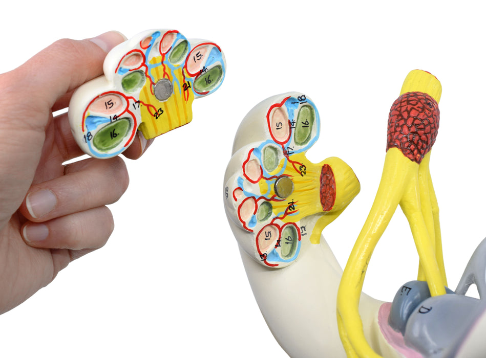 Inner Ear Labyrinth Model - 16X Life Size - Sectioned Cochlea - Designed by Medical Professionals & Hand Painted