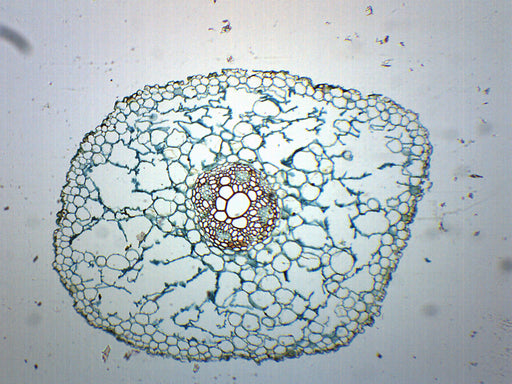 Ranunculus Root - Cross Section - Prepared Microscope Slide - 75x25mm