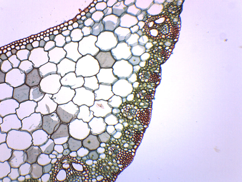Monocot & Dicot Leaf - Prepared Microscope Slide - 75x25mm