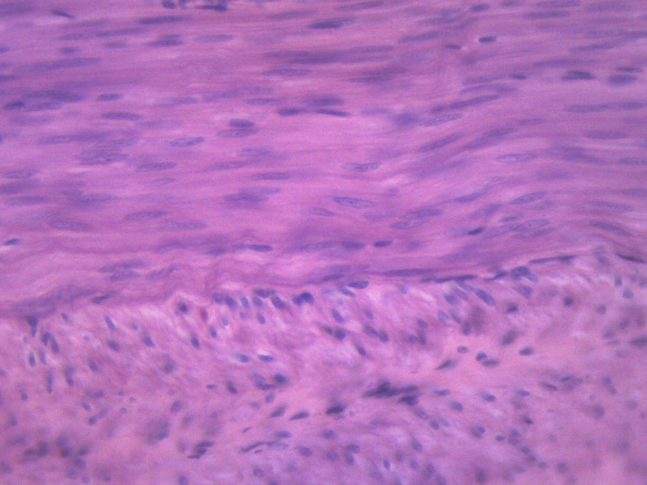 Smooth Muscle, Mammal - Prepared Microscope Slide - 75x25mm