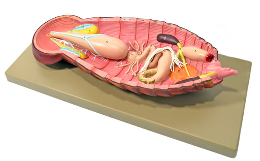 Eisco Labs Model Cockroach Dissection Showing All Internal Parts w/ English Keycard