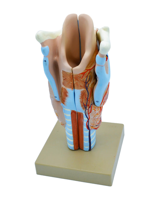Model, Human, Larynx, Multiple Parts