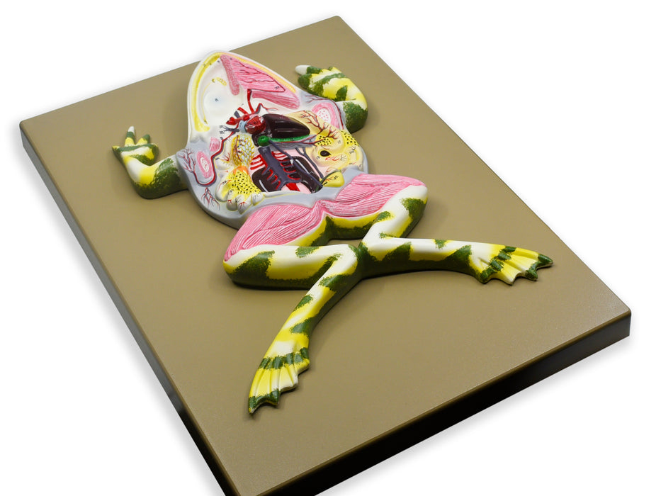 Model Frog Dissection, 17 Inch - Mounted - With English Key Card