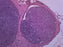 Peripheral Nerve, Mammal - Prepared Microscope Slide - 75x25mm