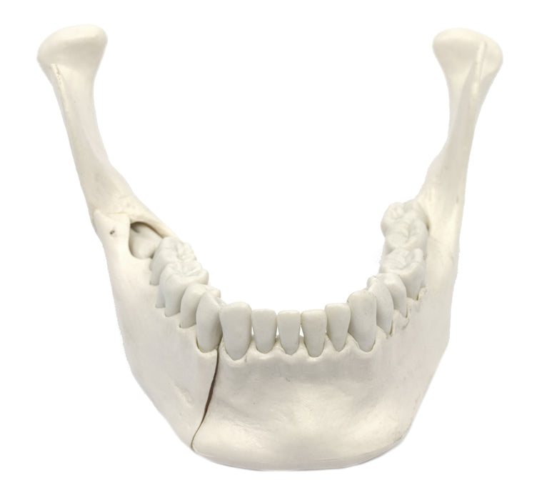 Lower Jaw Model, 16 Extractable Teeth - Anatomically Accurate