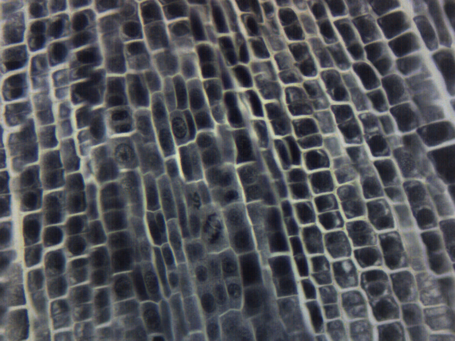 Onion Root Tip Squash - Prepared Microscope Slide - 75x25mm