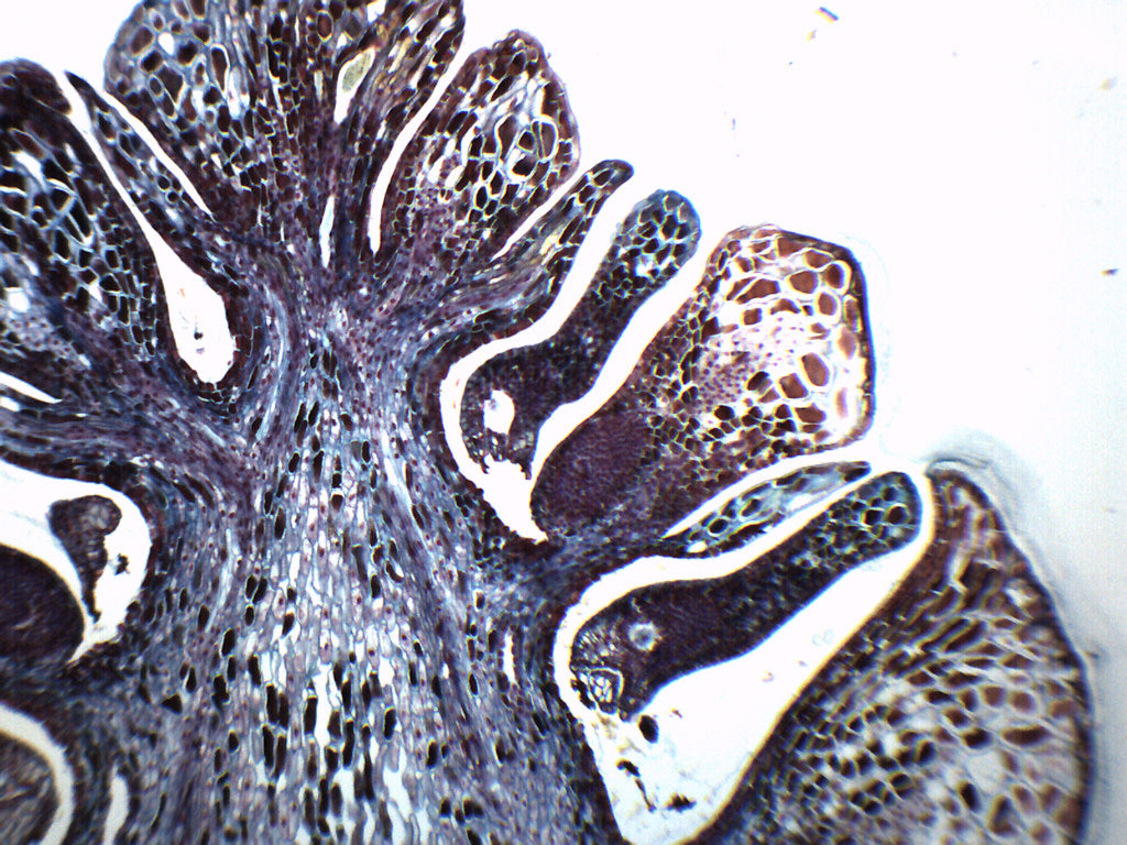 Pine Ovulate Cone - Prepared Microscope Slide - 75x25mm