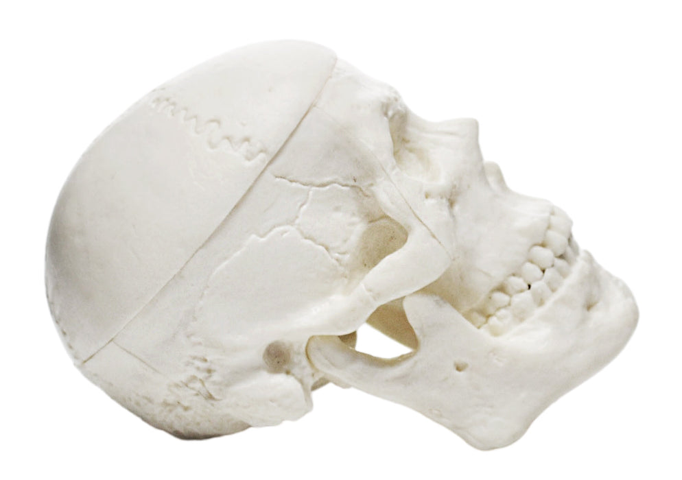 Miniature Human Adult Skull Model, 3 Part - Medical Quality Anatomical Replica - 2.5" Height - Removable Skull Cap, Shows Most Major Foramen, Fossa, and Canals - Articulated Mandible - Eisco Labs