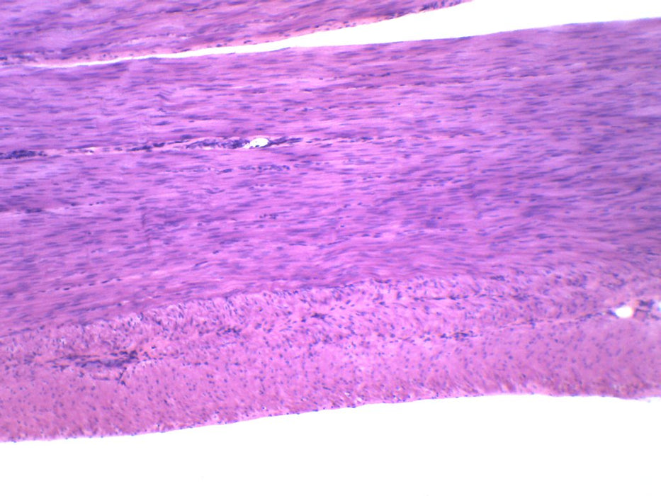 Smooth Muscle, Mammal - Prepared Microscope Slide - 75x25mm