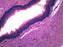 Squamous Epithelium - Prepared Microscope Slide - 75x25mm