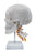 Numbered Skull Model, 3D Brain, Cervical Vertebrae - Natural Size