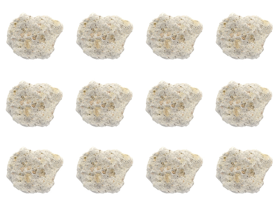 12PK Raw Volcanic Tuff, Igneous Rock Specimens - Approx. 1" - Geologist Selected & Hand Processed - Great for Science Classrooms - Class Pack - Eisco Labs