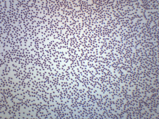 Frog Blood Smear - Wholemount - Prepared Microscope Slide - 75x25mm