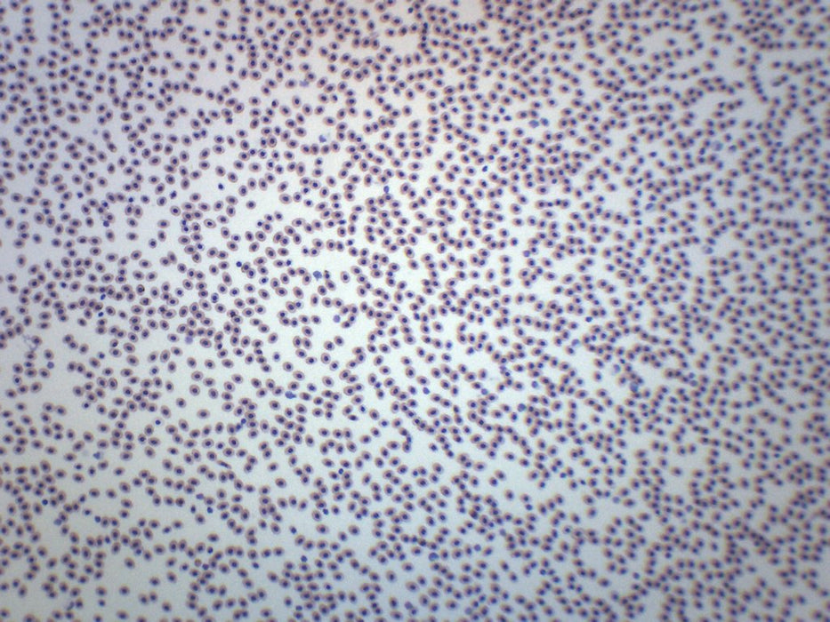 Frog Blood Smear - Wholemount - Prepared Microscope Slide - 75x25mm
