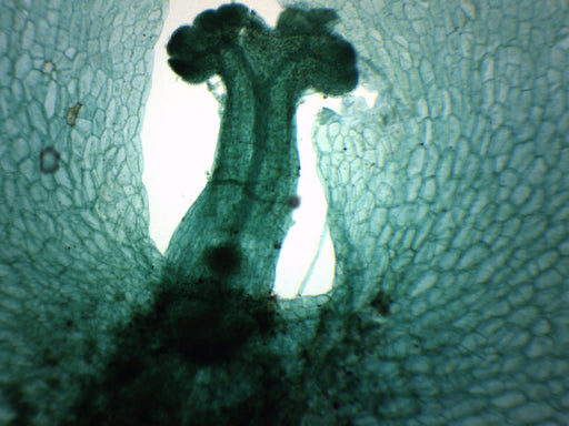 Fern Life Cycle Composite - Prepared Microscope Slide - 75x25mm
