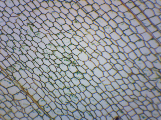 Cork Cells - Prepared Microscope Slide - 75x25mm