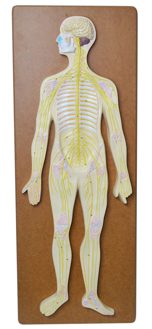 Nervous System Model, 32 Inch - Mounted - Includes Keycard - Great for Studying Structure - Eisco Labs