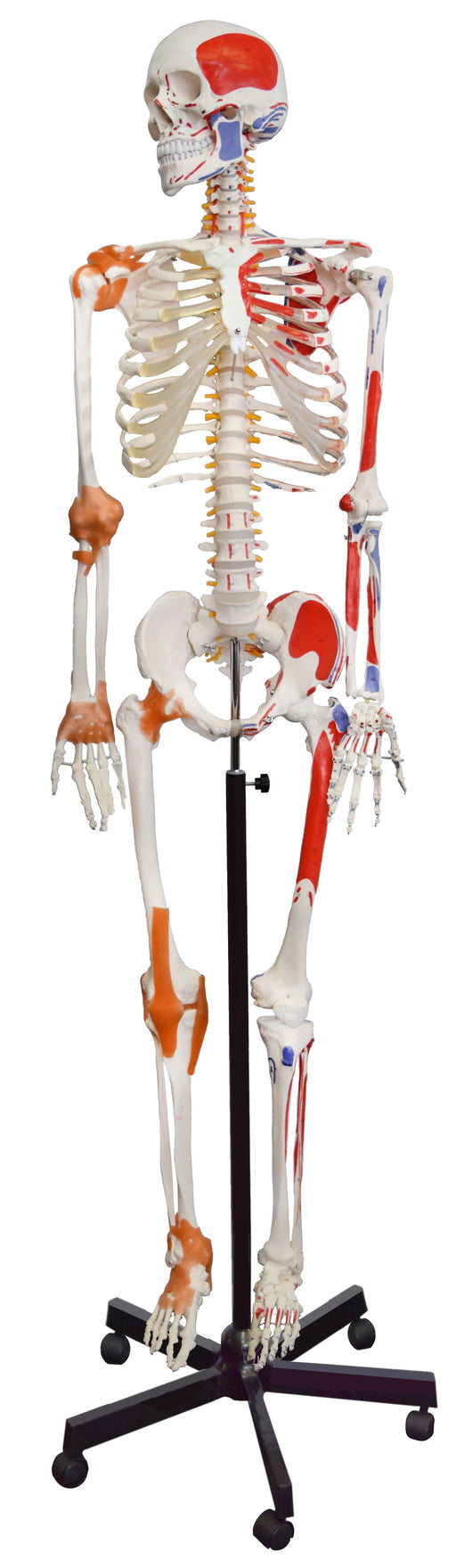 Muscular Skeleton - Flexible, Muscle Origin & Insertions, Ligaments -Eisco Labs