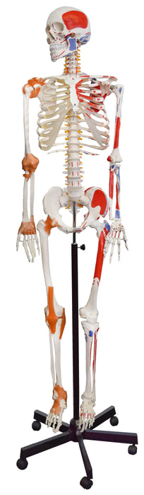 Muscular Skeleton - Flexible, Muscle Origin & Insertions, Ligaments -Eisco Labs