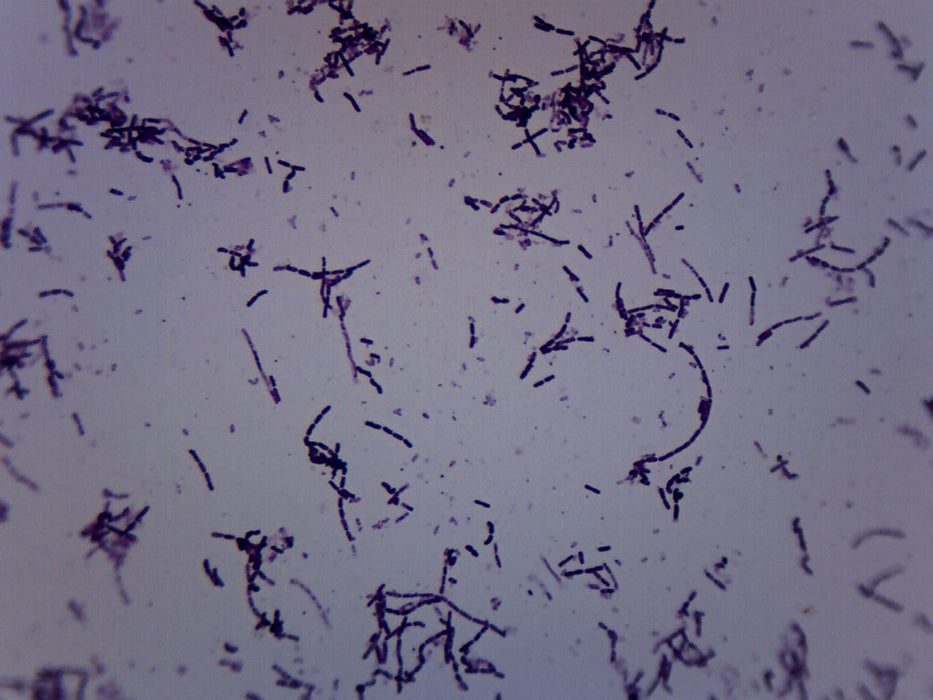 Azotobacter - Prepared Microscope Slide - 75x25mm