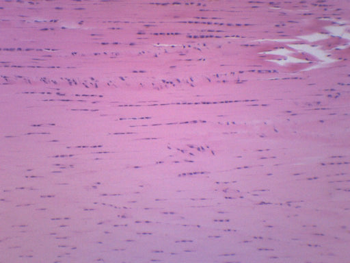 Areolar Tissue Section - Prepared Microscope Slide - 75x25mm