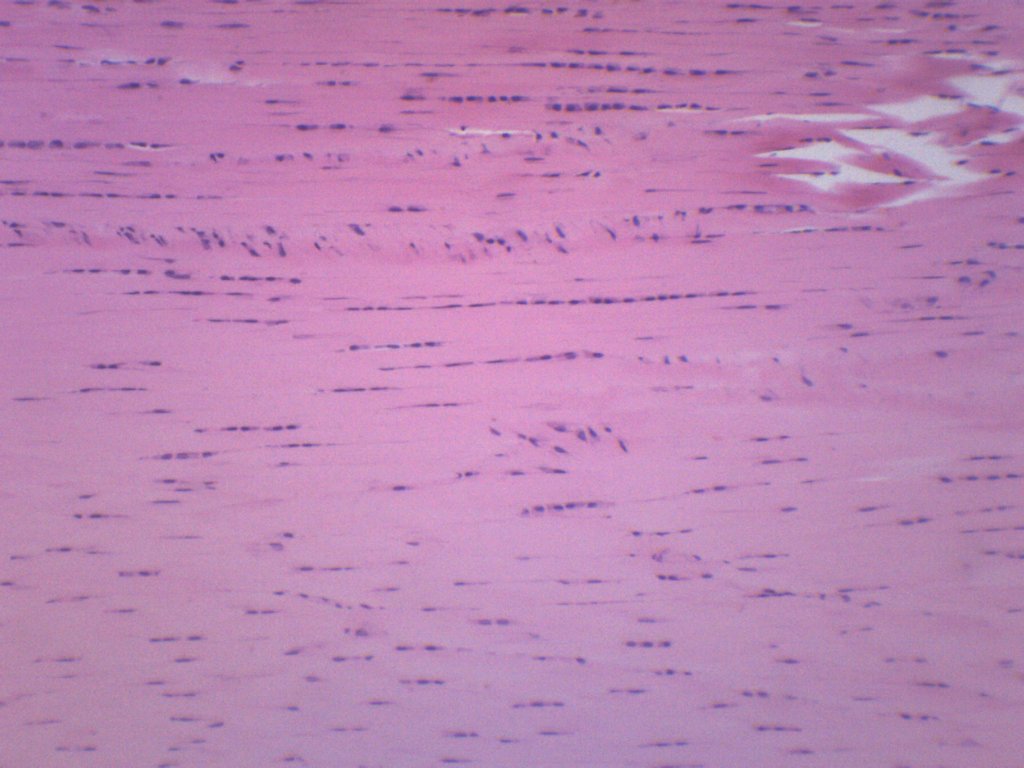 Target Tissue Microscope Connective Tissue Under Microscope