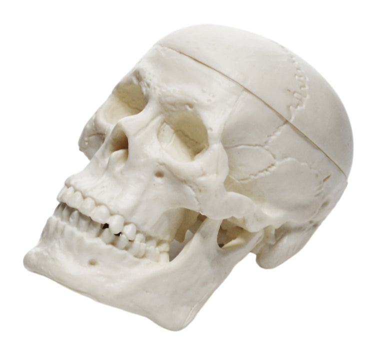 Miniature Human Adult Skull Model, 3 Part - Medical Quality Anatomical Replica - 2.5" Height - Removable Skull Cap, Shows Most Major Foramen, Fossa, and Canals - Articulated Mandible - Eisco Labs