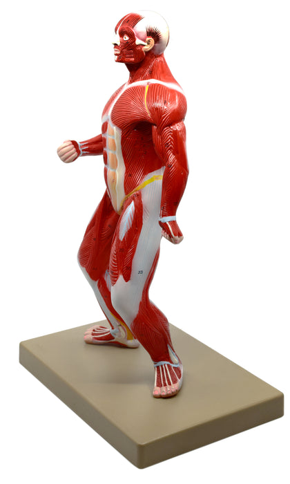 Eisco Human Muscular Body Anatomical Model, 1/4 Life-Size