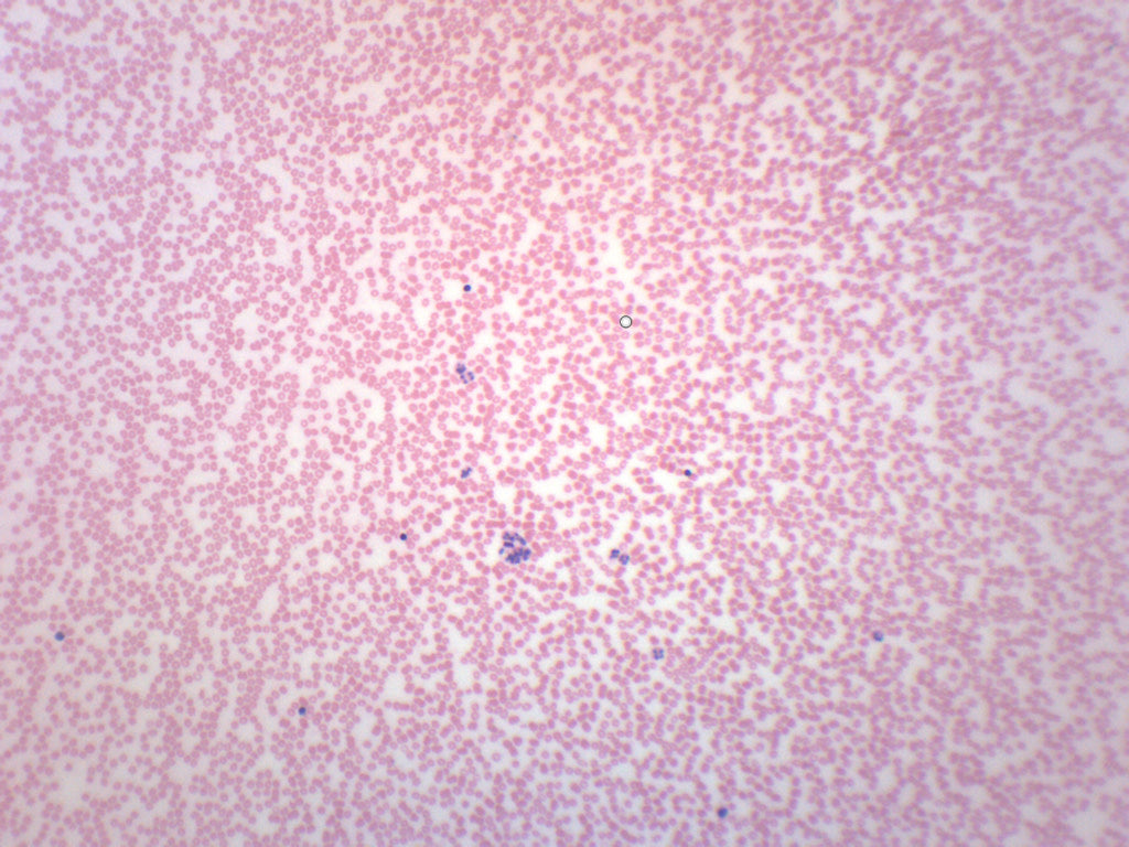 EISCO Bacillus Smear Microscope Slide - Gram Negative Stain Prepared Slide 75x25mm