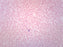 Human Blood Smear (HE Stain) - Prepared Microscope Slide - 75x25mm