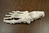 Eisco Life-Size Disarticulated Adult Human Skeleton