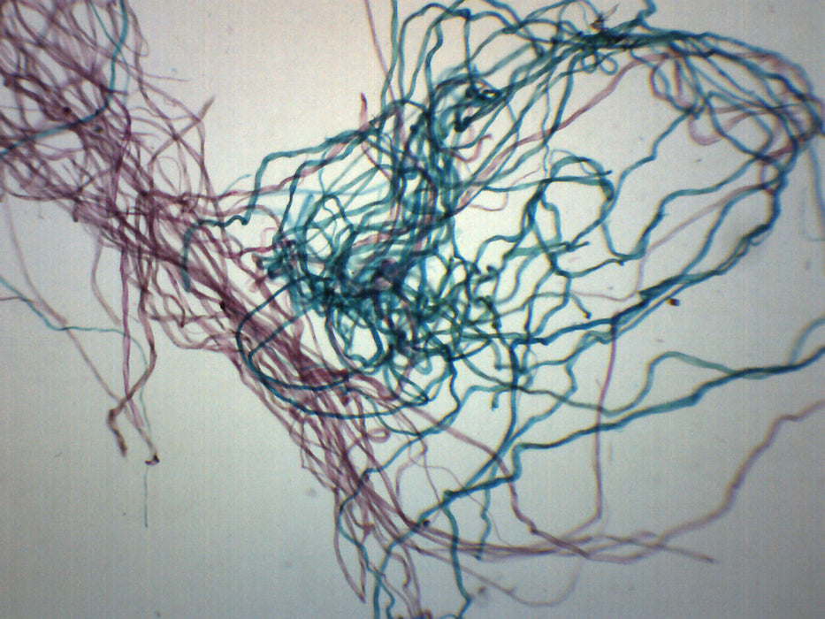 Cotton - Prepared Microscope Slide - 75x25mm