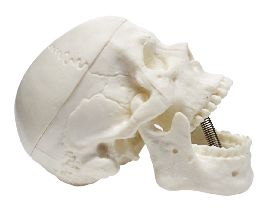 Miniature Human Adult Skull Model, 3 Part - Medical Quality Anatomical Replica - 2.5" Height - Removable Skull Cap, Shows Most Major Foramen, Fossa, and Canals - Articulated Mandible - Eisco Labs