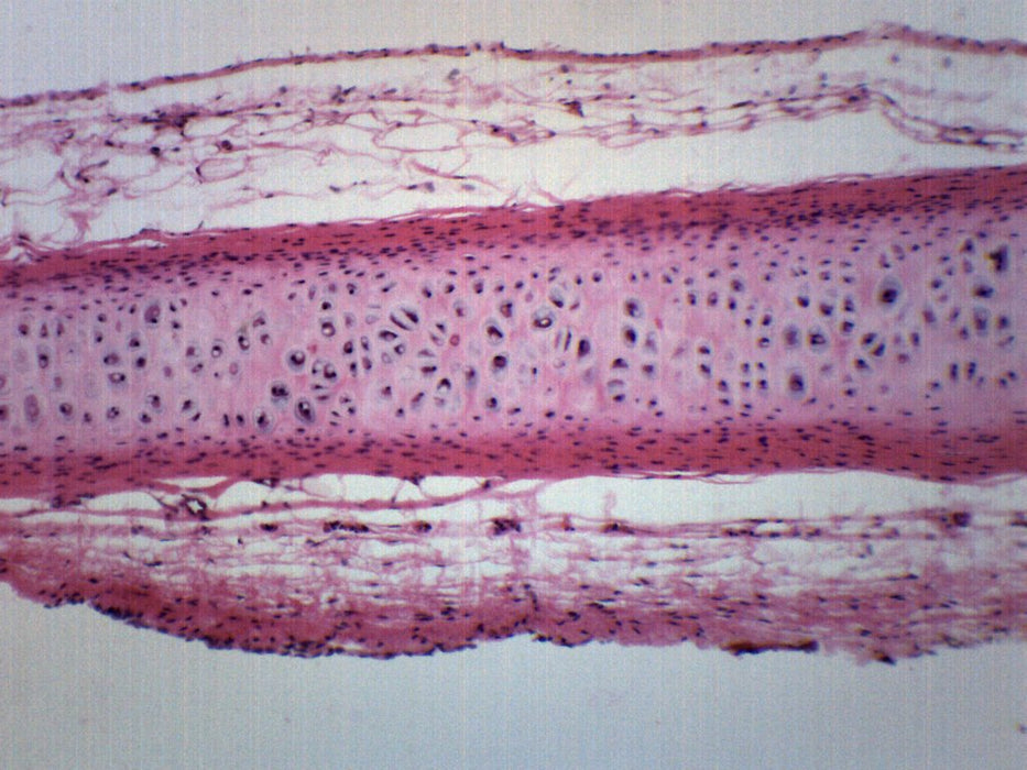 Frog Cartilage Section - Prepared Microscope Slide - 75x25mm