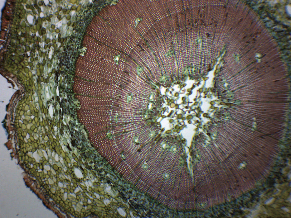Gymnosperm & Angiosperm - Prepared Microscope Slide - 75x25mm